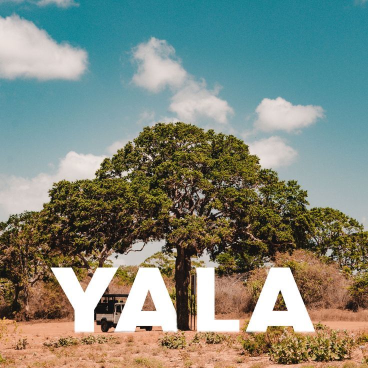 Yala Safari